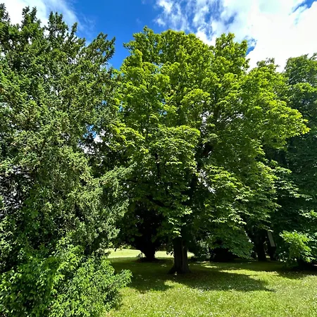 Tillmanns Eltville am Rhein