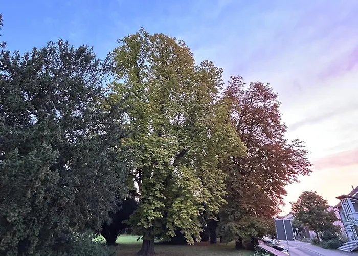 Tillmanns Eltville am Rhein