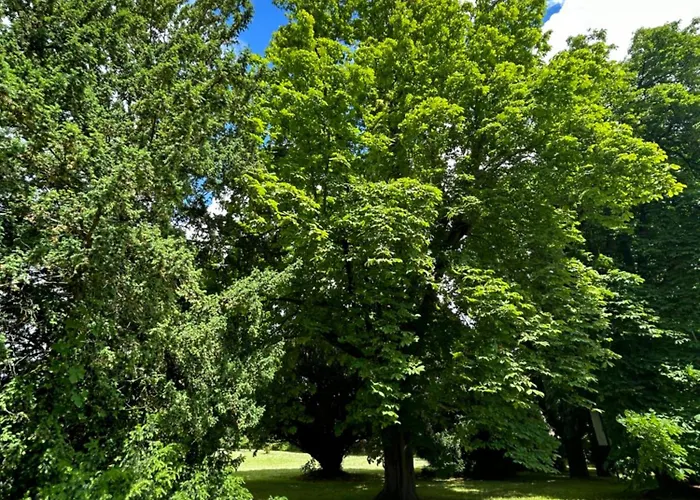 Tillmanns Eltville am Rhein